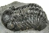 Detailed Austerops Trilobite - Ofaten, Morocco #327544-2